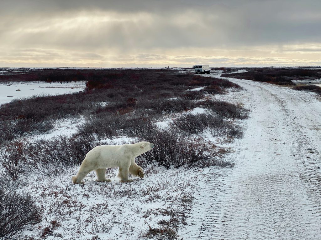 一只华体会体育竞技北极熊走在北极苔原上