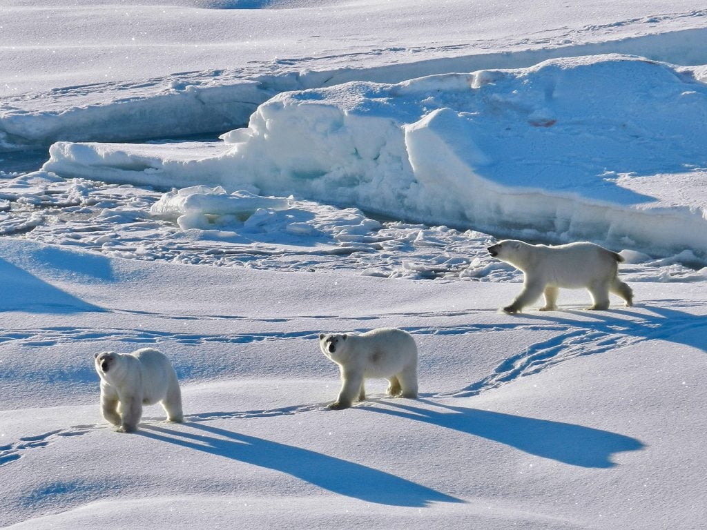 三只北极熊在华体会体育竞技白雪皑皑的北极上空移动时，投下长长的影子
